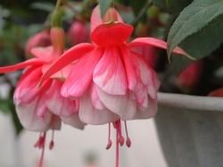 魅惑のフクシア 生産販売