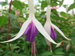 魅惑のフクシア 生産販売