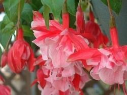 魅惑のフクシア 生産販売