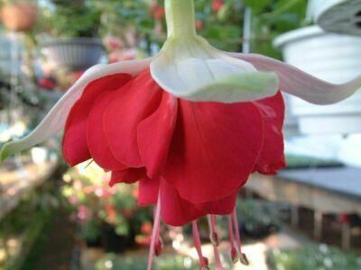 フクシア 苗 フィーンラスト