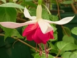 フクシア 苗 フィン