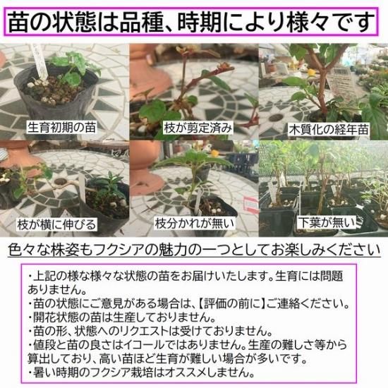 フクシア 苗 斑入り