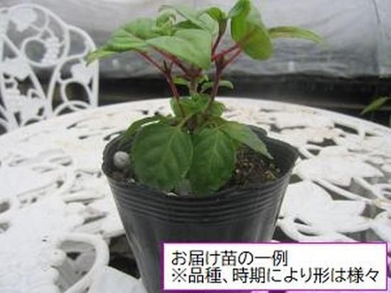 入園入学祝い フクシア 苗 斑入り その他観葉植物