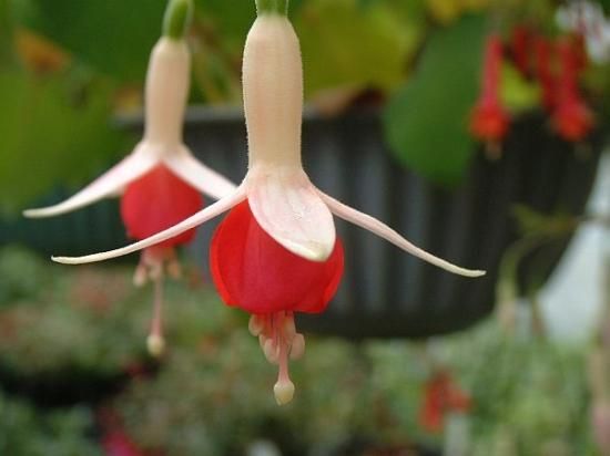 フクシア 苗 ワッサーニンフ