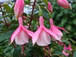 フクシア 苗 N1 フクシア 苗 N1