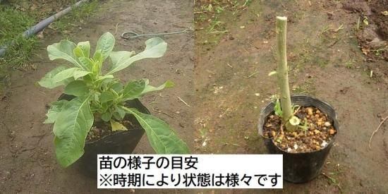 B♭管トランペットを買うなら山野楽器 | 管楽器オンライン