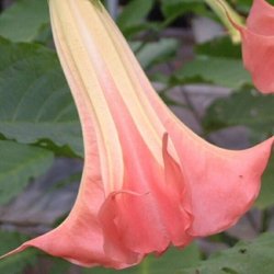 エンジェルストランペット 苗 特濃ピンク 花の館品種