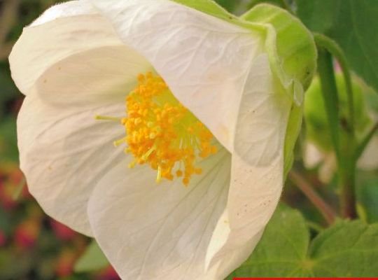 アブチロン ホワイトキング 花の館webshop フクシア100種 エンジェルストランペットなど生産苗を販売ー