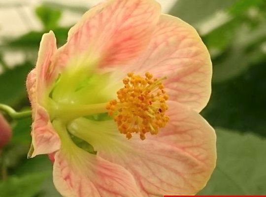 アブチロン いちごみるく 花の館webshop フクシア100種 エンジェルストランペットなど生産苗を販売ー