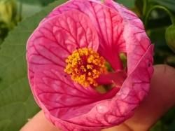 アブチロン 生産販売