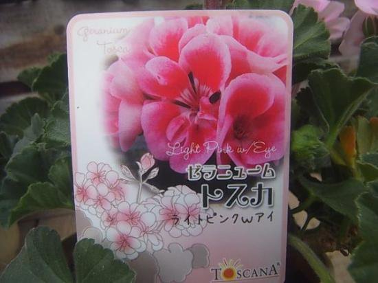 育てやすい植物超定番】 ゼラニウム トスカ ライトピンクWアイ 5号鉢 - 花の館webshop本店 －フクシア等花卉ハロウィンかぼちゃホップ苗 生産販売ー