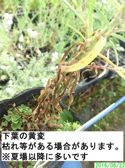 宿根草・多年草 【切り花に】 八重咲き宿根カスミソウ 苗 - 花の 宿根草・多年草 【切り花に】 八重咲き宿根カスミソウ 苗 - 花の