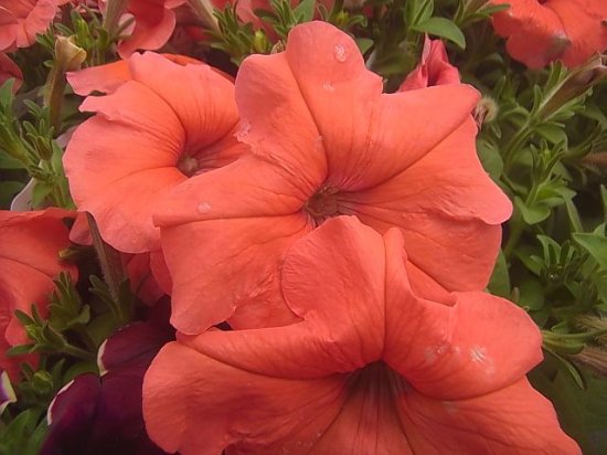 珍しい花色 ペチュニア オレンジクィーン 苗 花の館webshop フクシア100種 エンジェルストランペットなど生産苗を販売ー