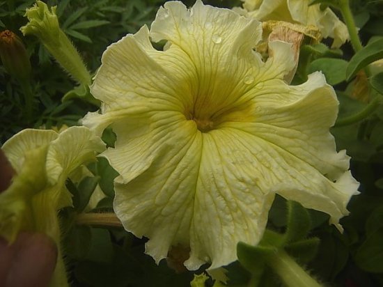 珍しい花色 ペチュニア ドルチェ リモンチェロ 苗 花の館webshop フクシア100種 エンジェルストランペットなど生産苗を販売ー