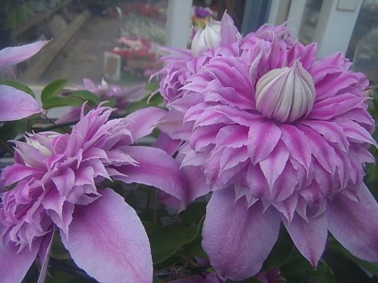 豪華な八重咲き クレマチス ジョセフィーヌ 花の館webshop フクシア100種 エンジェルストランペットなど生産苗を販売ー