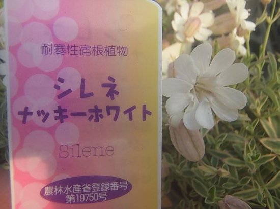 ホワイトガーデンに シレネ ナッキーホワイト 苗 花の館webshop フクシア100種 エンジェルストランペットなど生産苗を販売ー