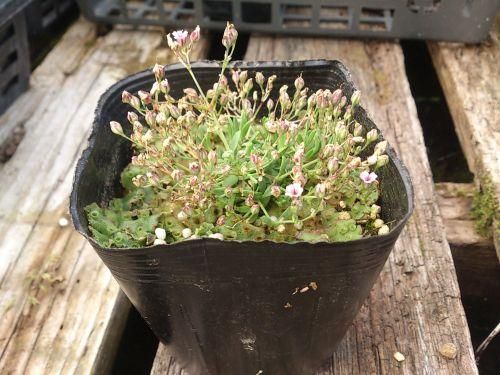 宿根草多年草 カスミソウ ピレネーシリーズ 苗 花の館webshop フクシア100種 エンジェルストランペットなど生産苗を販売ー 宿根草多年草 カスミソウ ピレネーシリーズ 苗 花の館webshop フクシア100種 エンジェルストランペットなど生産苗を販売ー