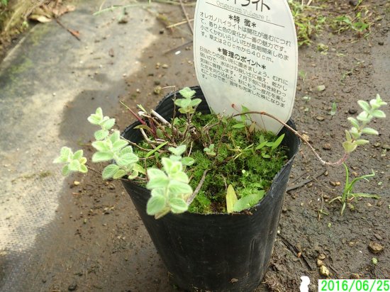 宿根草 多年草 花咲くオレガノ オレガノ ハイライト 越冬株 花の館webshop フクシア100種 エンジェルストランペットなど生産苗を販売ー