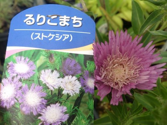 宿根草・多年草 ストケシア 各色 苗 - 花の館webshop本店