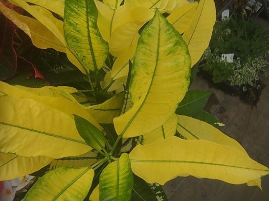 美しい葉 クロトン 広葉黄斑 花の館webshop フクシア100種 エンジェルストランペットなど生産苗を販売ー