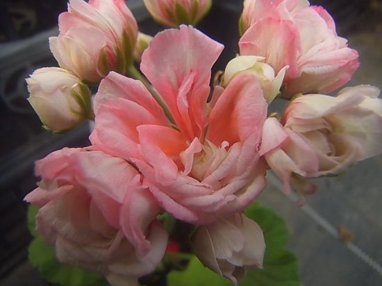 珍しい八重花 ゼラニウム ローズバット デニス 苗 花の館webshop フクシア100種 エンジェルストランペットなど生産苗を販売ー