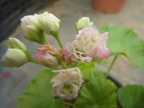 珍しい八重花 ゼラニウム ローズバット アップルブロッサム 苗 花の館webshop フクシア100種 エンジェルストランペットなど生産苗を販売ー