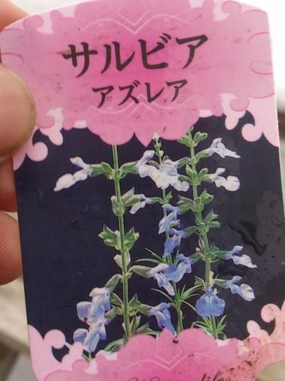 宿根草多年草 育てやすい サルビアアズレア 花の館webshop フクシア100種 エンジェルストランペットなど生産苗を販売ー 宿根草多年草 育てやすい サルビアアズレア 花の館webshop フクシア100種 エンジェルストランペットなど生産苗を販売ー