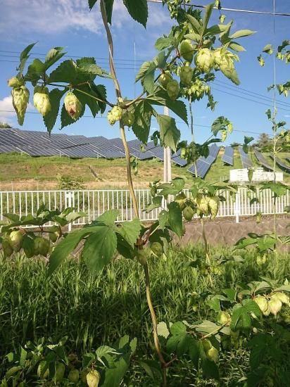 ホップ苗 センテニアル - 花の館webshop本店 －フクシア等花卉