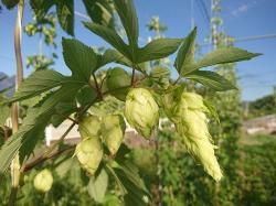 世界のホップ苗販売中