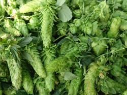 北海道で越冬　ホップ　苗　カスケード 10株セット　2年目　耐寒性　宿根草 北海道で越冬 ホップ 苗 カスケード 10株セット 2年目 耐寒性 宿根草