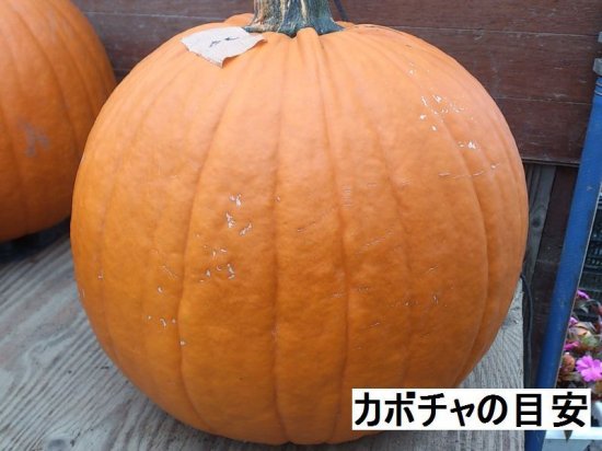 ハロウィン用カボチャ 花の館webshop フクシア100種 エンジェルストランペットなど生産苗を販売ー