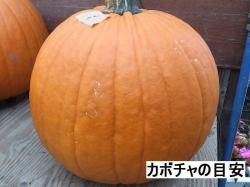 ϥ å󥿥 ܤ ̼L <img class='new_mark_img2' src='https://img.shop-pro.jp/img/new/icons30.gif' style='border:none;display:inline;margin:0px;padding:0px;width:auto;' />