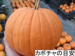 ϥ å󥿥 ܤ ̼S <img class='new_mark_img2' src='https://img.shop-pro.jp/img/new/icons29.gif' style='border:none;display:inline;margin:0px;padding:0px;width:auto;' />