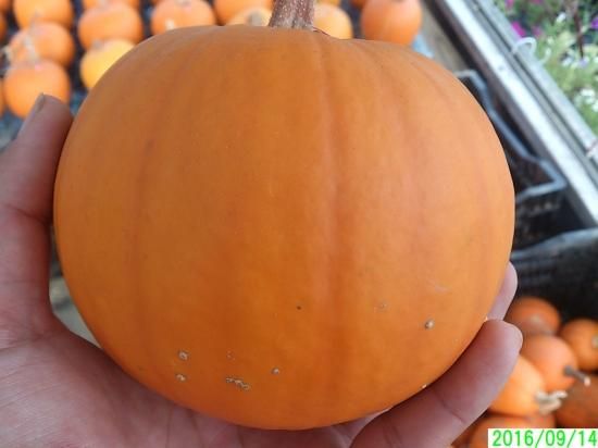 ハロウィン用カボチャ 花の館webshop フクシア100種 エンジェルストランペットなど生産苗を販売ー ハロウィン用カボチャ 花の館webshop フクシア100種 エンジェルストランペットなど生産苗を販売ー