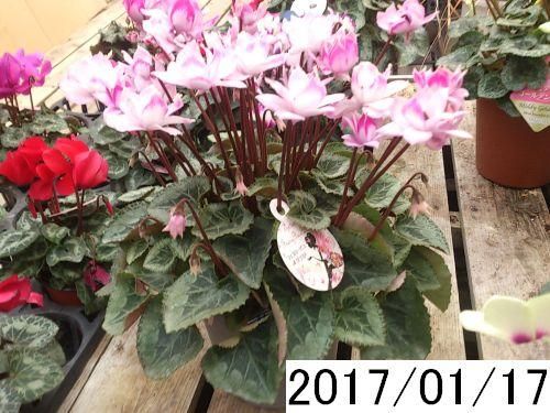 花「暗闇の一輪・・・シクラメン」