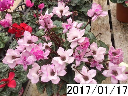 八重咲きミニシクラメン チモ - 花の館webshop －フクシア100種