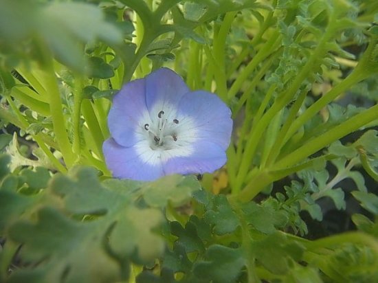 花苗 春の花 ネモフィラ 花の館webshop フクシア100種 エンジェルストランペットなど生産苗を販売ー