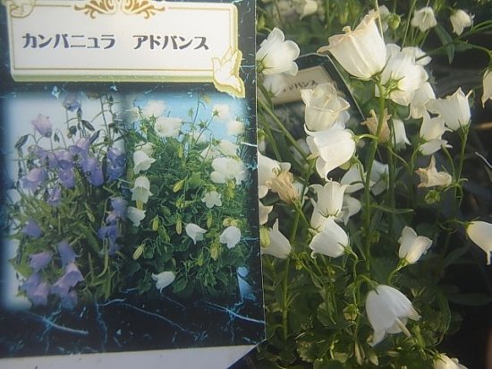 宿根草 多年草 丈の低い カンパニュラ アドバンス 花の館webshop フクシア100種 エンジェルストランペットなど生産苗を販売ー