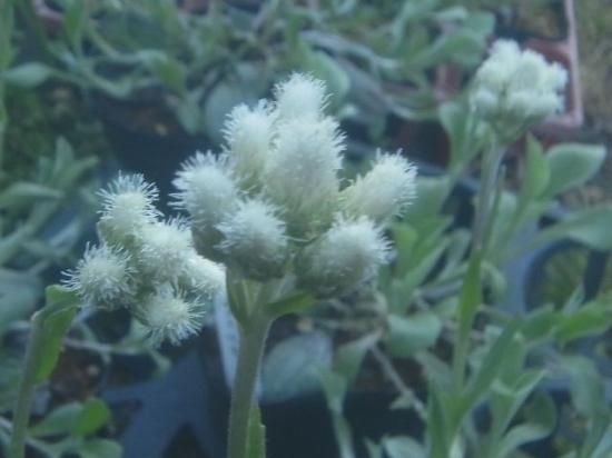 宿根草 多年草 アンテナリア 白花 越冬株 花の館webshop フクシア100種 エンジェルストランペットなど生産苗を販売ー 宿根草 多年草 アンテナリア 白花 越冬株 花の館webshop フクシア100種 エンジェルストランペットなど生産苗を販売ー
