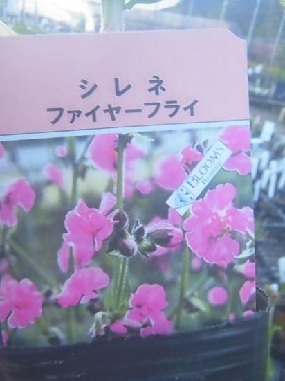 宿根草・多年草 【変わった花姿】 シレネ ファイヤーフライ 苗 - 花の