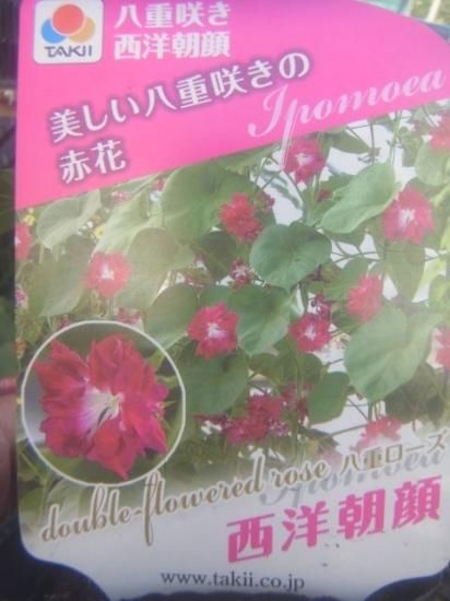 花苗 日中も咲いてる 西洋アサガオ 八重咲きローズ 花の館webshop フクシア100種 エンジェルストランペットなど生産苗を販売ー 花苗 日中も咲いてる 西洋アサガオ 八重咲きローズ 花の館webshop フクシア100種 エンジェルストランペットなど生産苗を販売ー