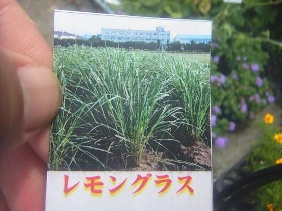 花苗 料理に レモングラス 花の館webshop フクシア100種 エンジェルストランペットなど生産苗を販売ー 花苗 料理に レモングラス 花の館webshop フクシア100種 エンジェルストランペットなど生産苗を販売ー