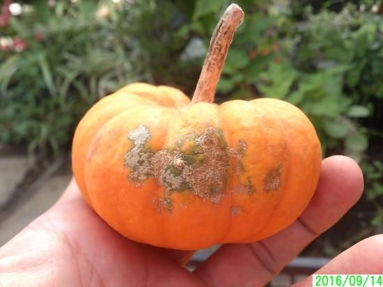 ハロウィン用カボチャ - 花の館webshop -フクシア100種 ハロウィン用カボチャ - 花の館webshop -フクシア100種