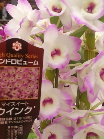 鉢花 デンドロビウム マイスイートウィンク 4.5号鉢 - 花の館